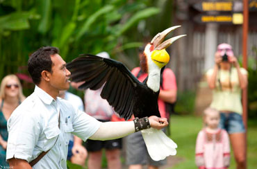 Bali Bird Park and Ubud Tour