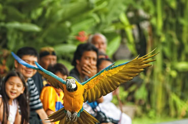 Bali Bird Park and Uluwatu Tour