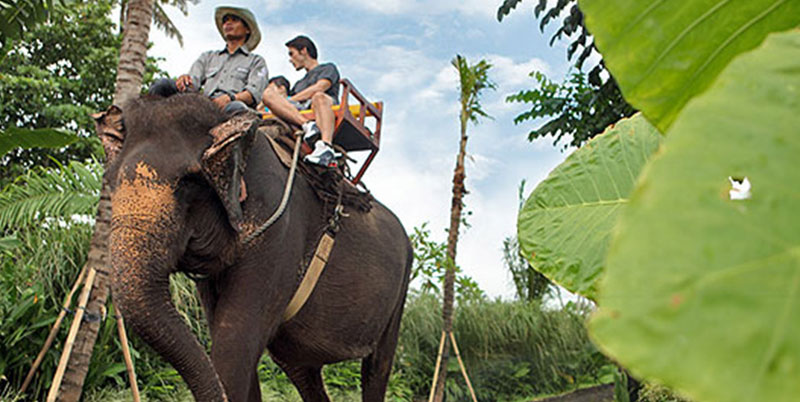 Bali Elephant Ride and Kintamani Volcano Tour