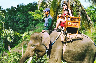 Bali Elephant Ride and Ubud Tour