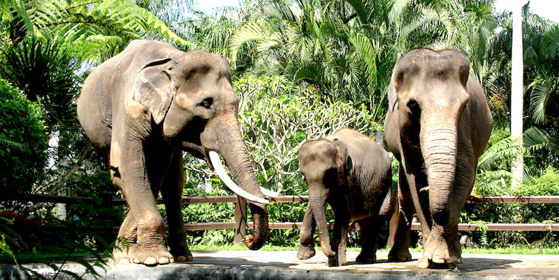 Bali Elephant Ride