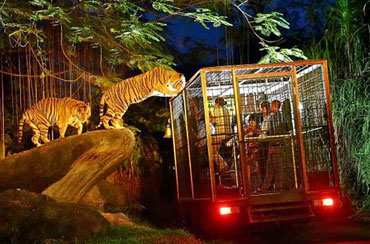 Bali Night Safari Packages