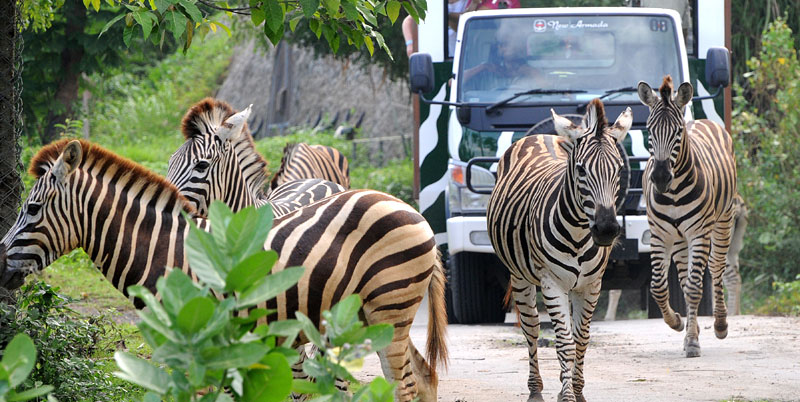 Bali Safari Park and Tanah Lot Tour