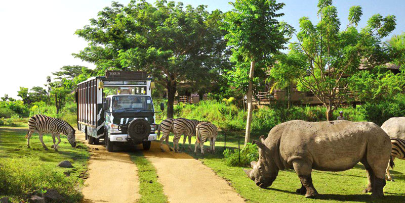 Bali Safari Park and Ubud Tour