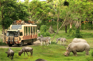 Bali Safari Park and Snorkeling Tour