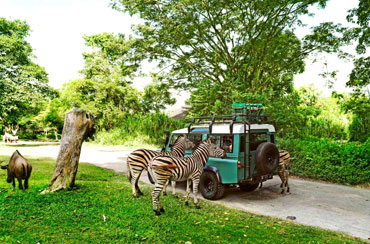Bali Safari Park and Tanah Lot Tour