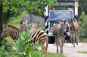 Bali Safari Park and Ubud Tour