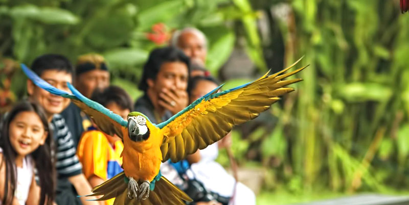 Bali Bird Park and Kintamani Tour