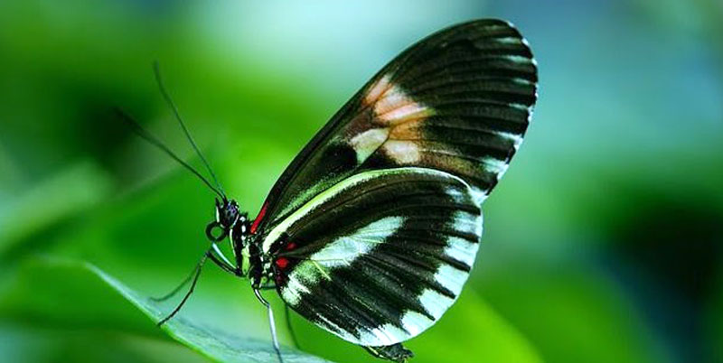 Bali Butterfly Park