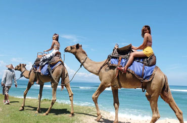 Bali Camel Safari