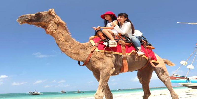 Bali Camel Safaris