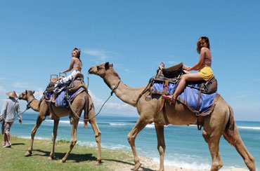 Bali Camel Safaris