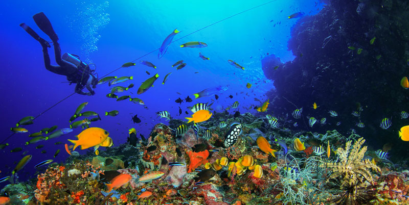 Bali Diving