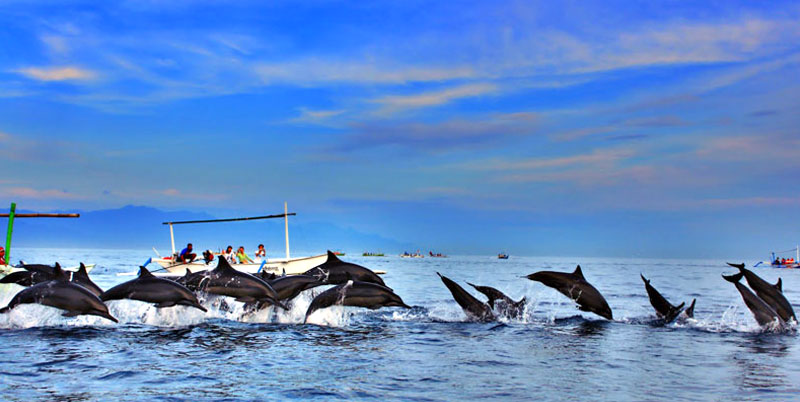 Bali Dolphin Tour