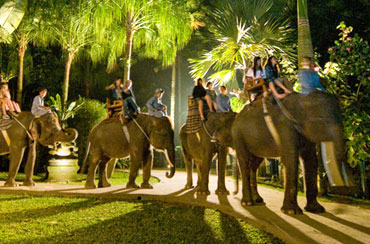 Bali Elephant Night Safari