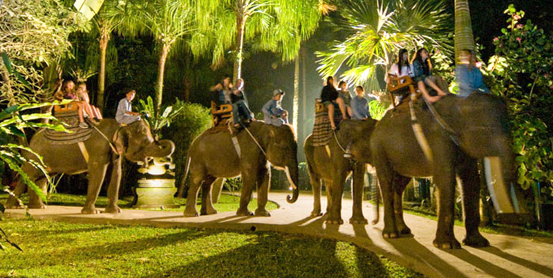 Bali Elephant Night Safari