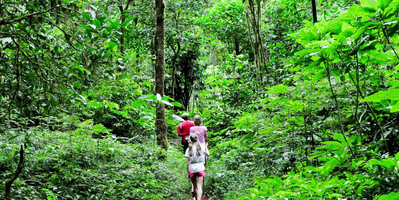 Bali Jungle Trekking and Bedugul Tour