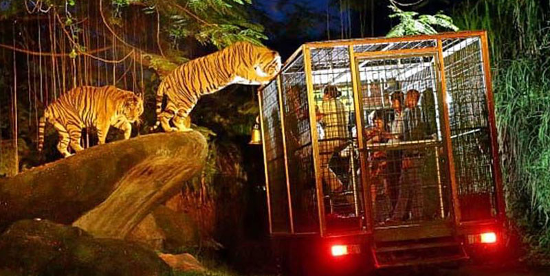 Bali Night Safari Packages