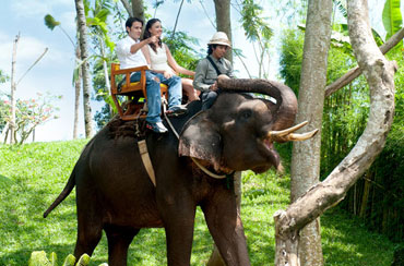 Bali Zoo Elephant Expedition