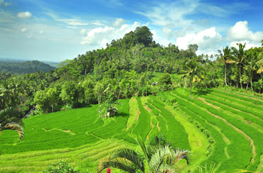 Bukit Jambul Rice Terrace