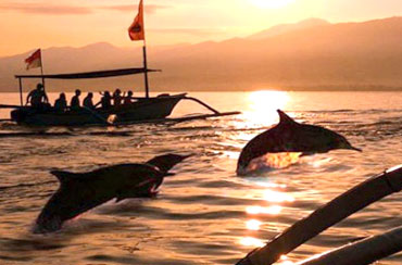 Bali Dolphin Tour