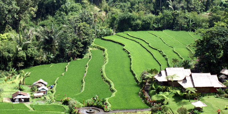 Pacung Rice Terrace