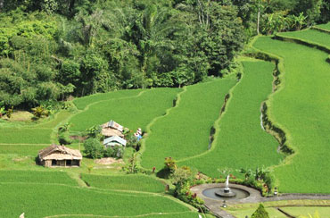 Pacung Rice Terrace