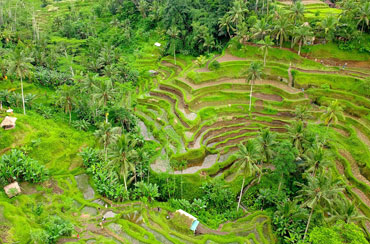 Tegalalang Rice Terrace