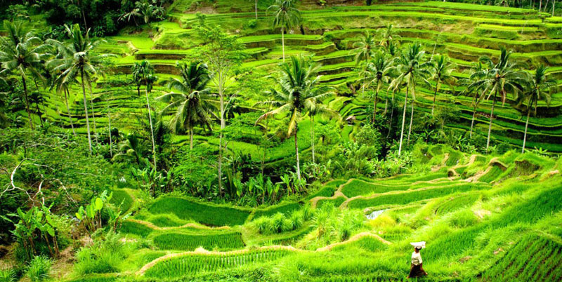 Ubud Full Day Tour