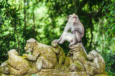 Ubud Monkey Forest