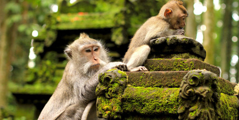 Ubud Monkey Forest